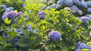 Un jardín con plantas de hortensia y una valla de madera al fondo.