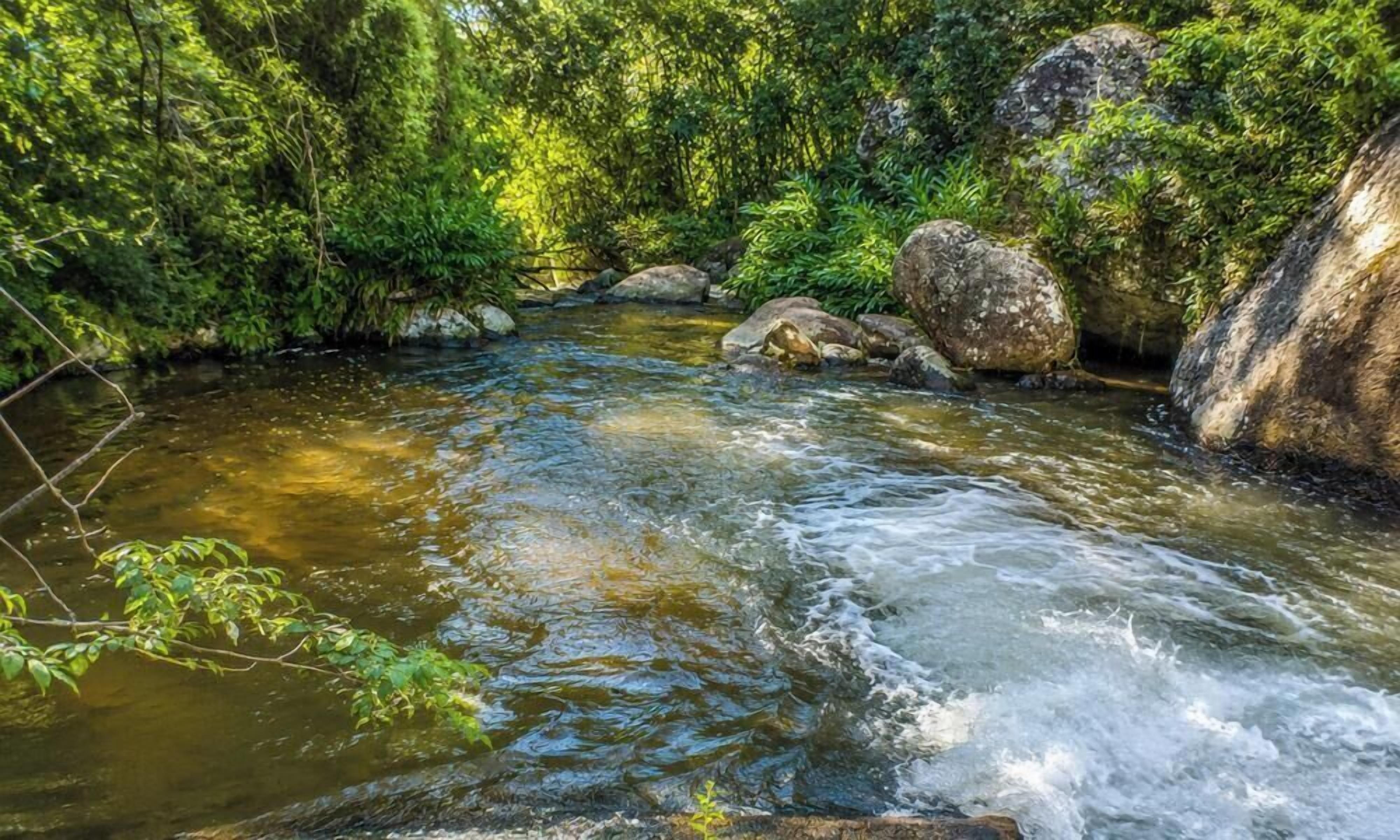 Un cours d’eau naturel qui traverse une zone boisée, avec des rochers et de la végétation.