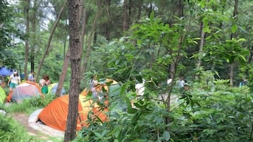 Un campamento arbolado con tiendas de campaña y un sendero de tierra.