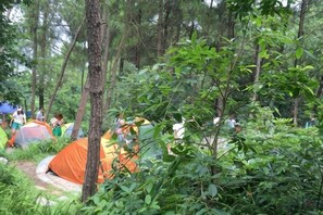 Un campamento arbolado con tiendas de campaña y un sendero de tierra.