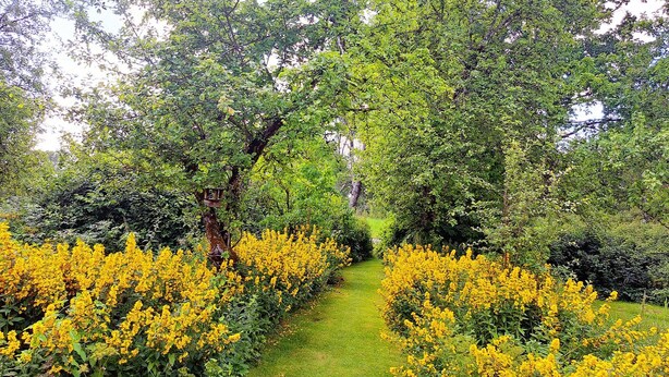 A garden pathway flanked by yellow flowering shrubs and dense green foliage. - Pet friendly home in Malmbäck with WiFi (Malmbäck)