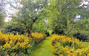 A garden pathway flanked by yellow flowering shrubs and dense green foliage.