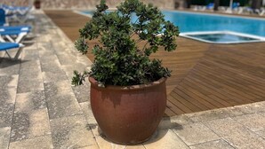 Una planta en maceta sobre una terraza de madera, cerca de una piscina con sillones de descanso y palmeras al fondo.