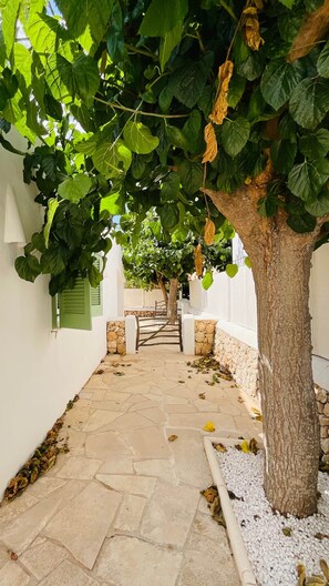 A stone pathway leading to a white-walled building with a tree-lined entrance.