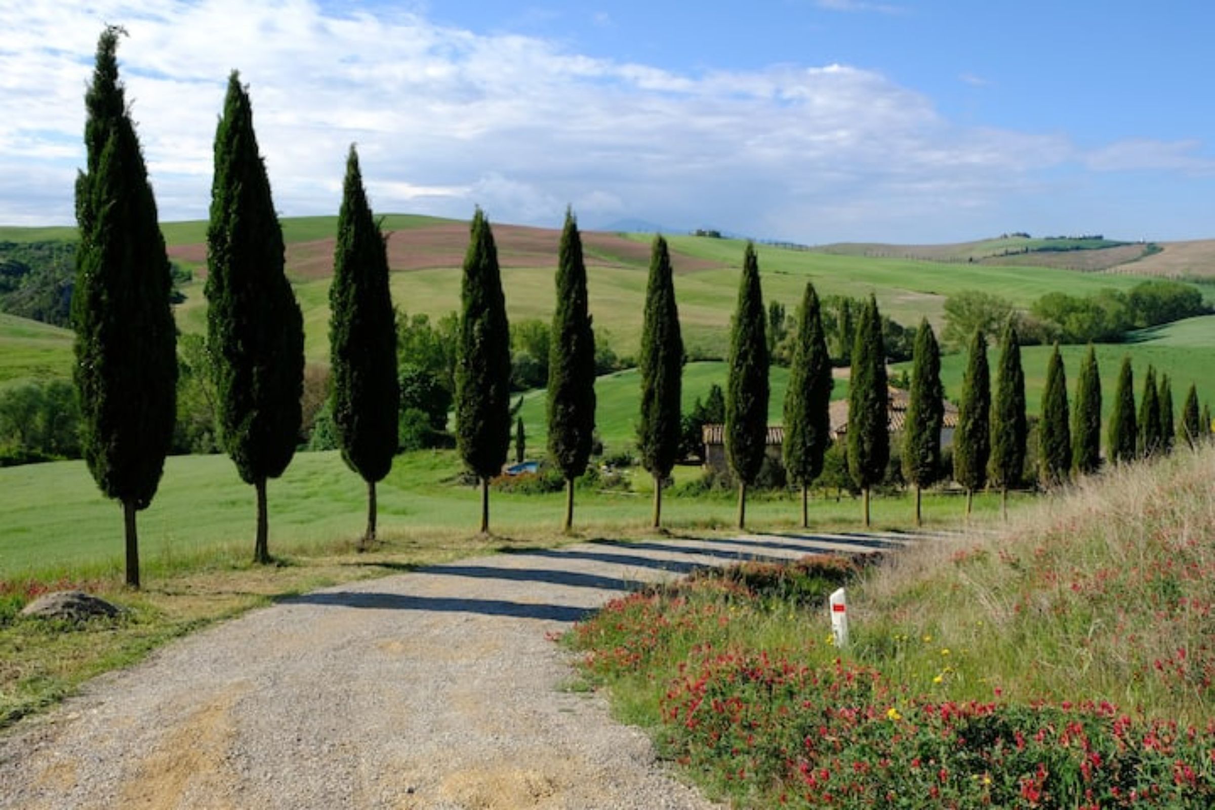 Un paisaje rural con un camino de grava que serpentea entre una fila de árboles altos y delgados.