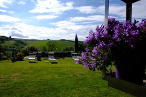 A grassy outdoor area with a row of white chairs and a purple flowering plant.