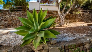 A succulent plant in a garden area with a stone wall and a wooden pergola in the background. - Apartment 'Casa Rural Maximón Azul' with Sea Views, Wi-Fi and Air Conditioning (Los Caños de Meca)