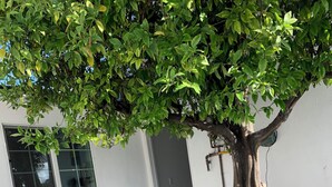 Un banco de madera bajo un árbol, un patio de hormigón y un edificio blanco con una puerta y ventanas grises.