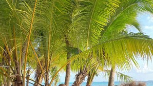 A beachside dining table with a green tablecloth, surrounded by palm trees and a view of the ocean. - Mandhoo Inn (Mandhoo)