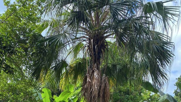 A garden with a palm tree, a hammock, and a stone pathway. - 1 Bed in Shared Dorm - Backpackers Hoatel Montego Bay AC, Fan & hot water (Montego Bay)