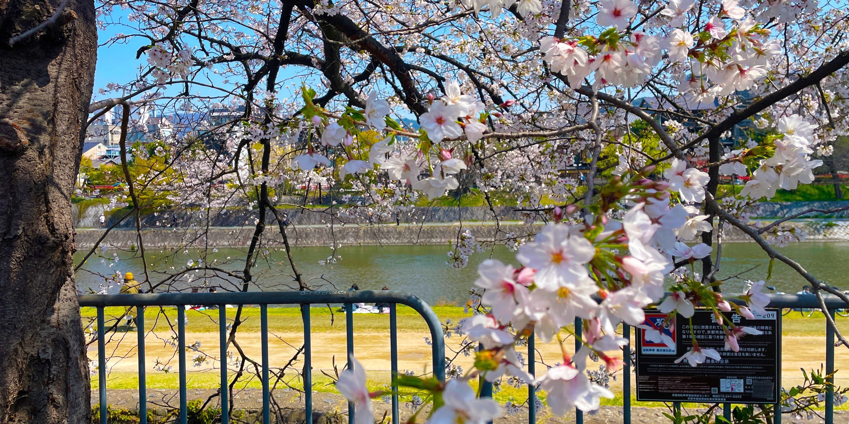 A park with cherry blossoms, a body of water, and a metal fence.
