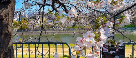 A park with cherry blossoms, a body of water, and a metal fence.