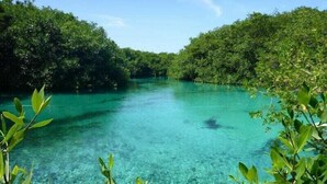 Een helder uitzicht op een natuurlijk waterlichaam, omgeven door weelderige groene begroeiing.