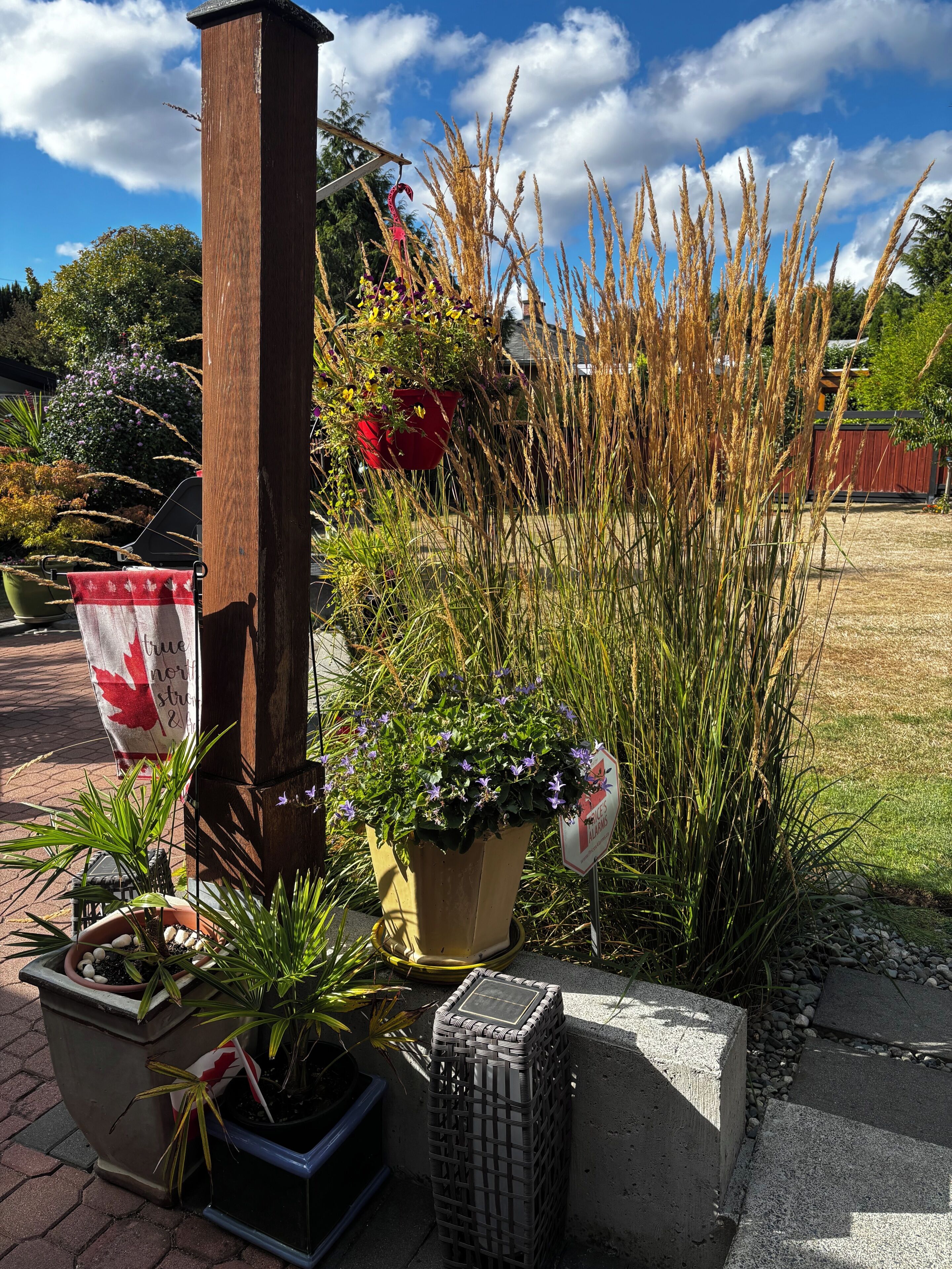 Un jardín con diversas plantas, un poste de madera y una jardinera de hormigón.