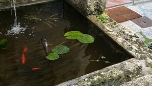 Kivimuuri, jonka vieressä on pieni lammikko, sekä roikkuva kasvi ja maalaishenkinen ulkotila, jossa on istuimia.