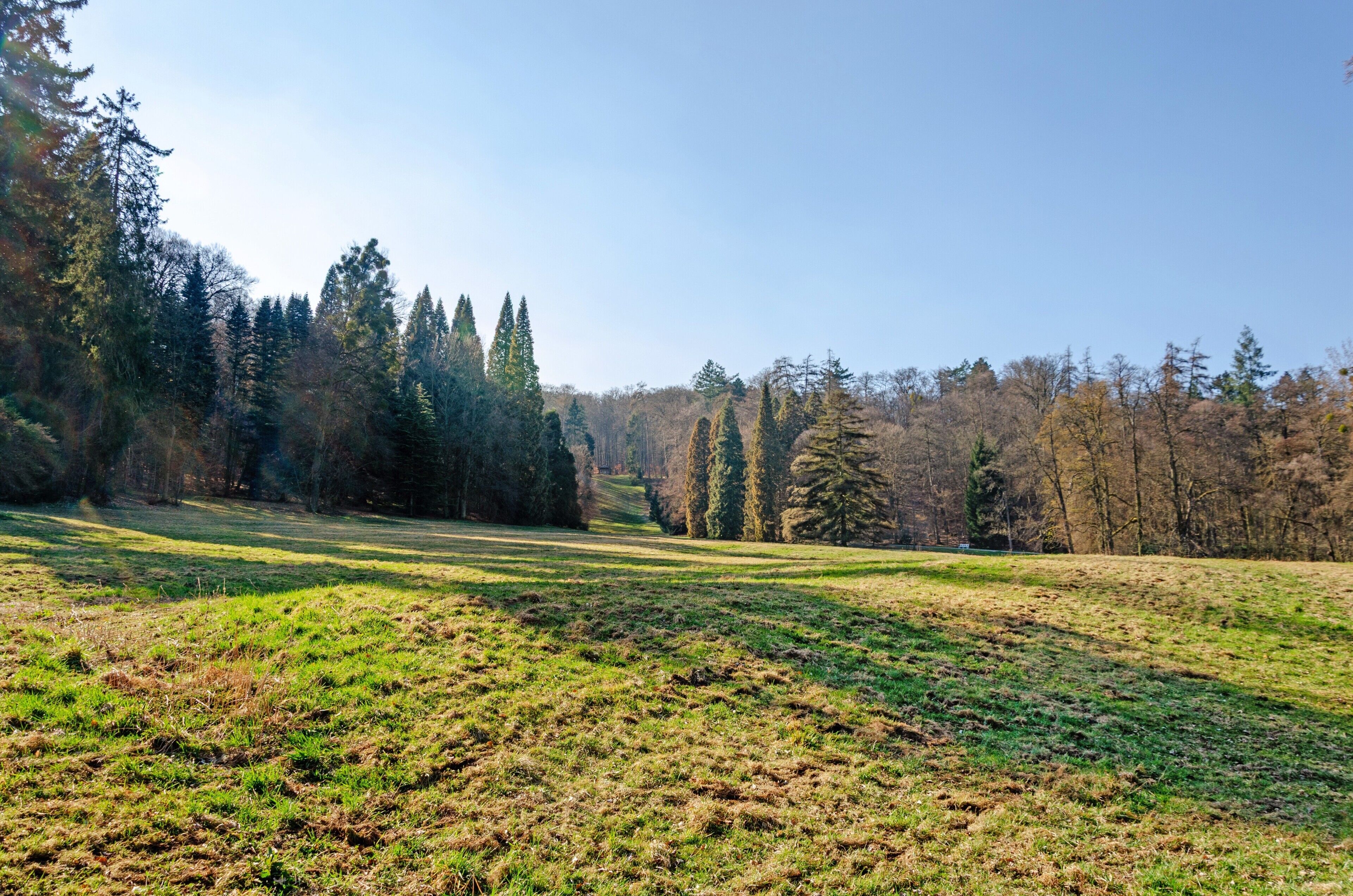 Un campo cubierto de césped con árboles al fondo.