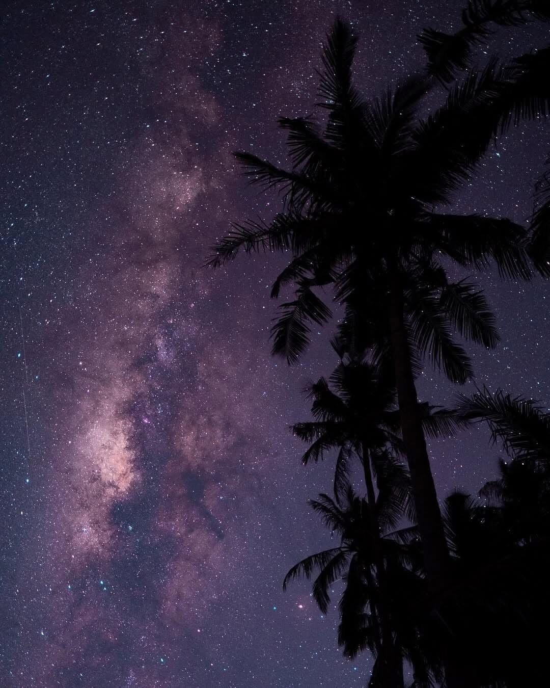 A night sky filled with stars and a silhouette of palm trees.