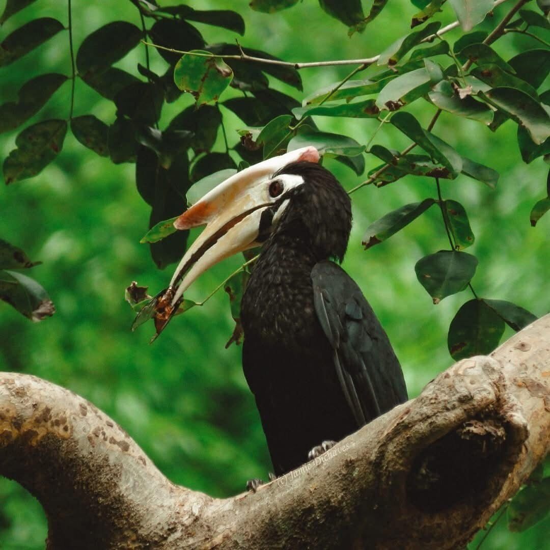 Un tucán posado en una rama de árbol.