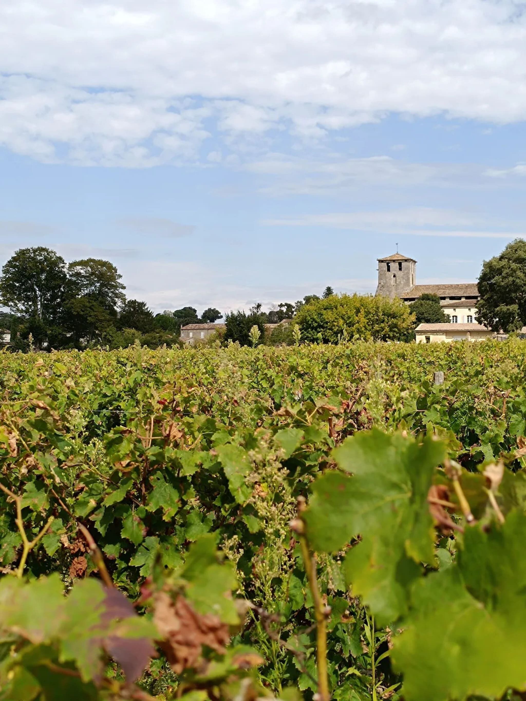 A vineyard with rows of grapevines and a tower-like structure in the background.