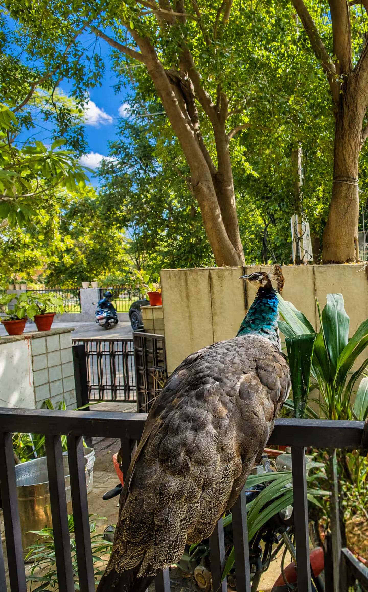 Un pavo real posado en una cerca, con un árbol y follaje al fondo.