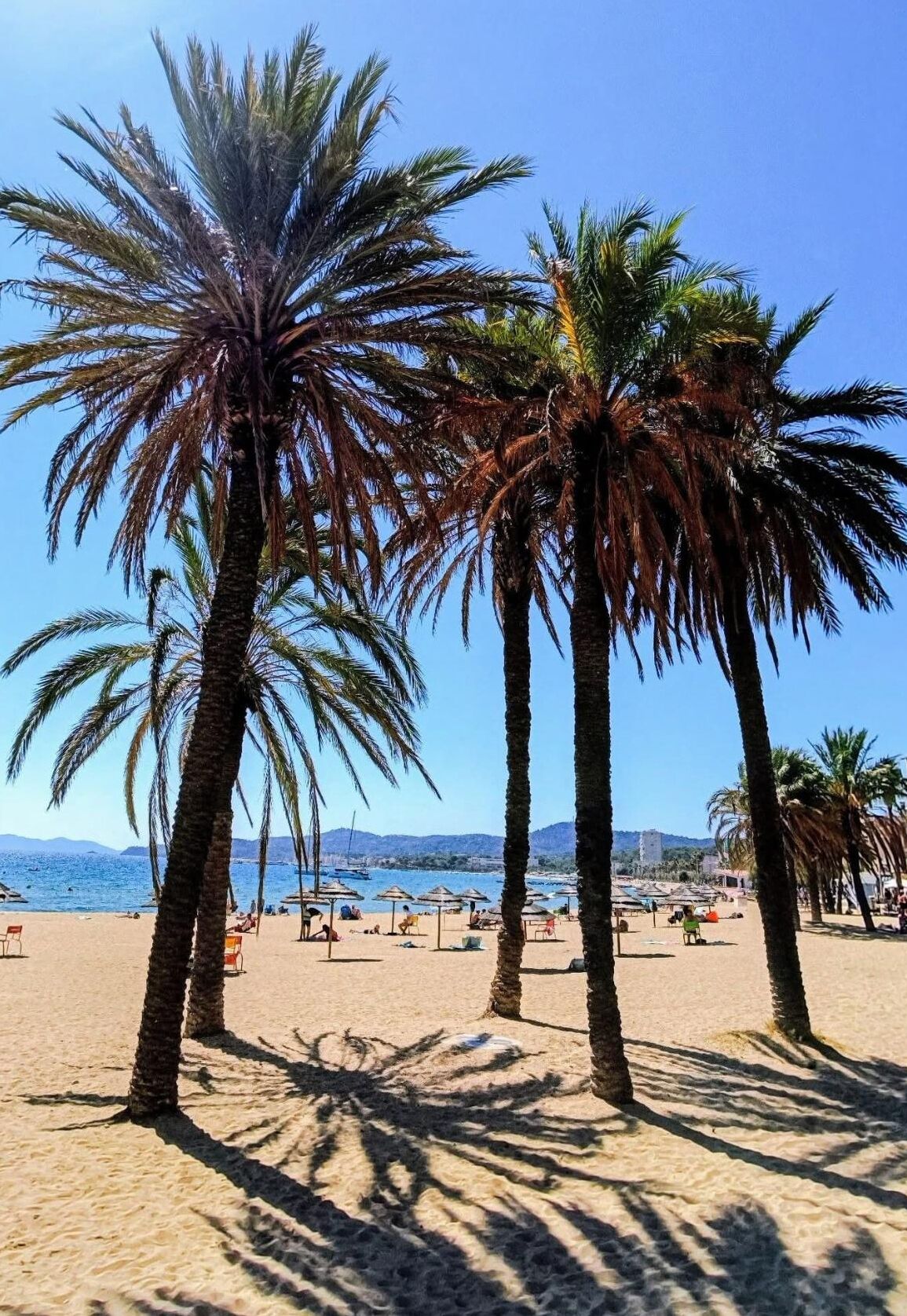 Une plage bordée de palmiers, sous un ciel bleu azur.