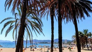 A beach with palm trees and a clear blue sky. - T4 seafront apartment, magnificent view (Le Lavandou)