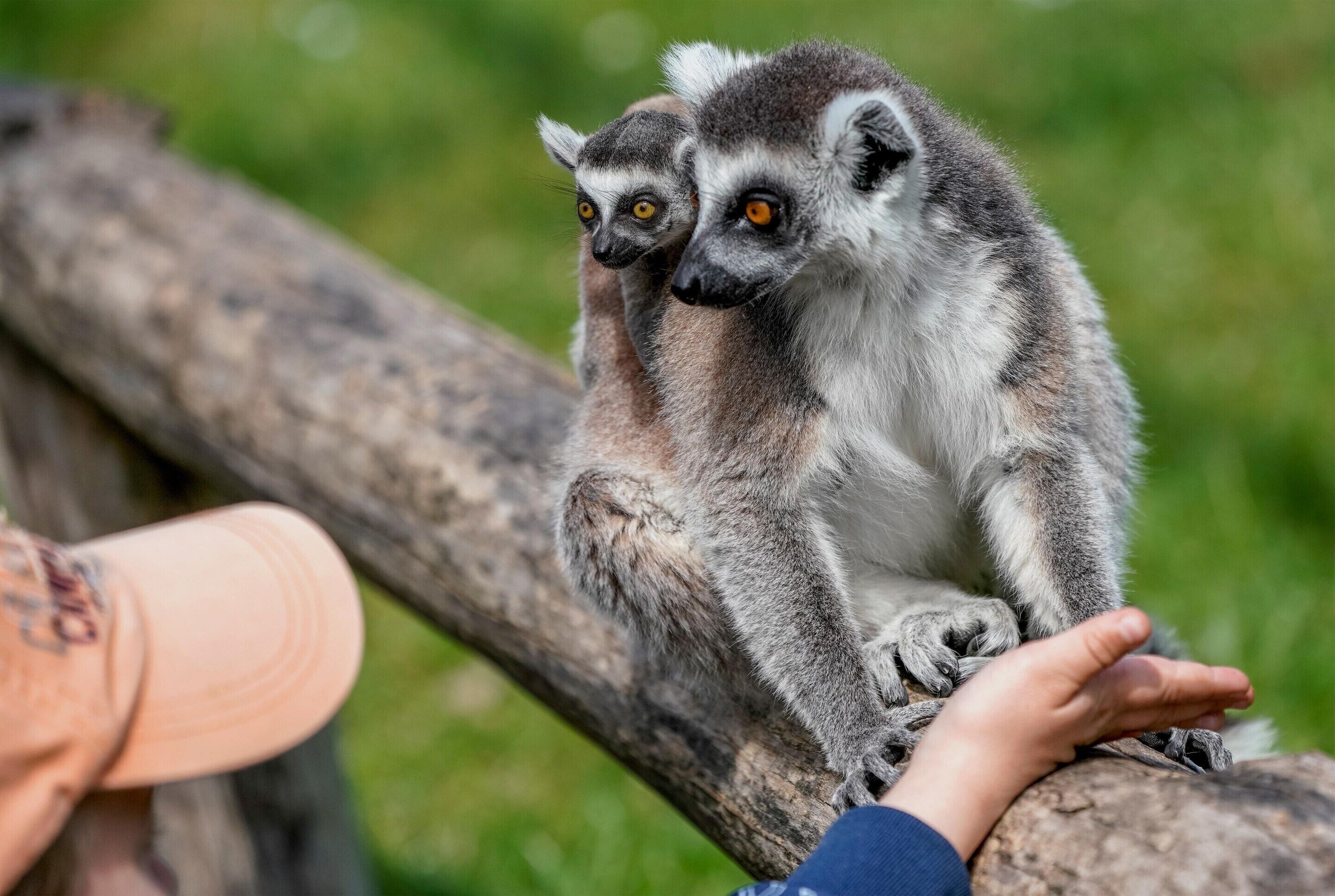 A lemur sitting on a log with a person's hand nearby.