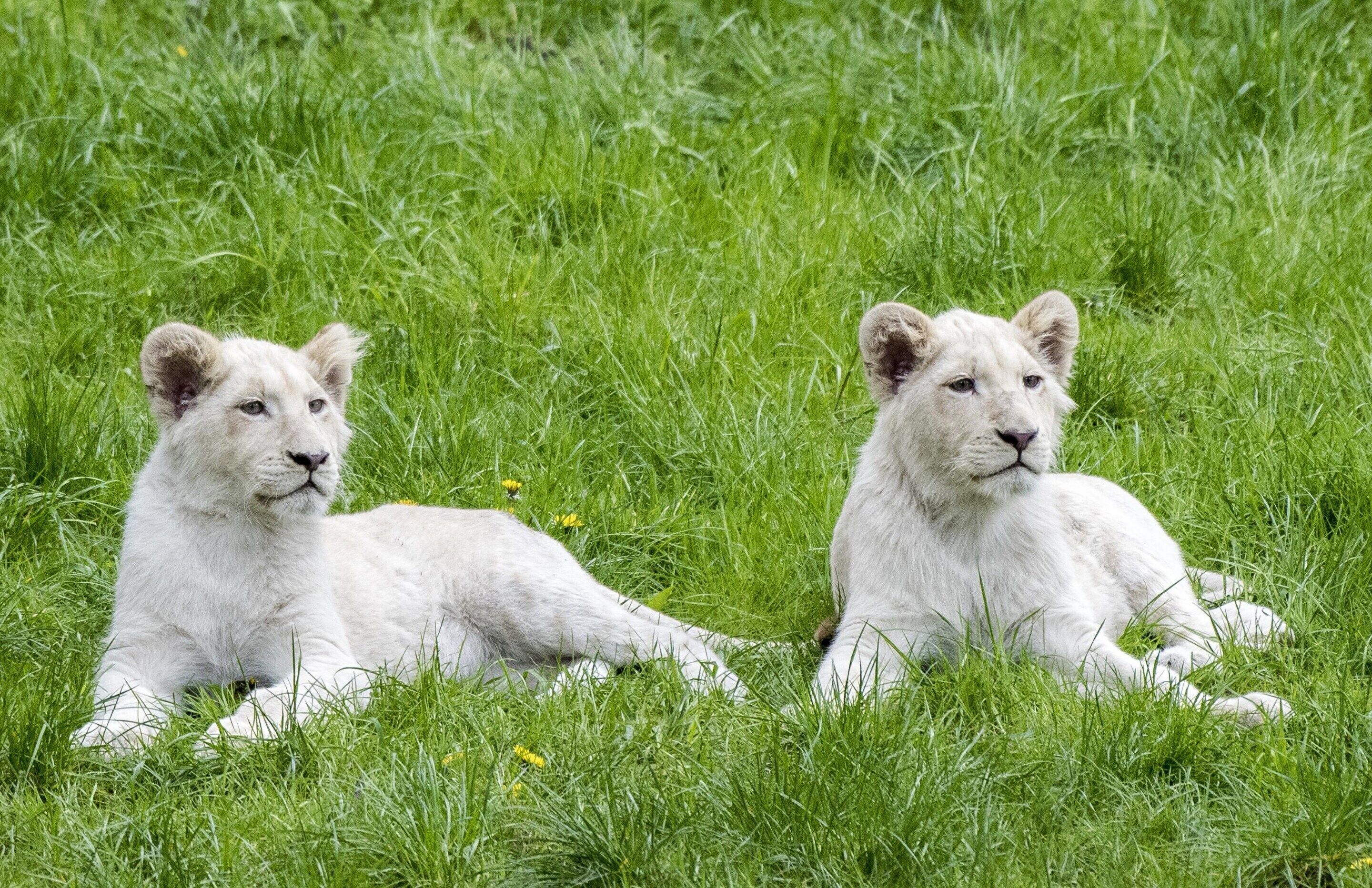 Two white lions lying in a grassy field.