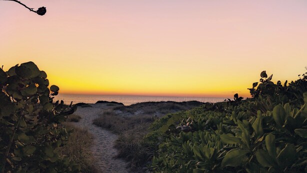 A coastal path leading to the sea with dense vegetation on either side.