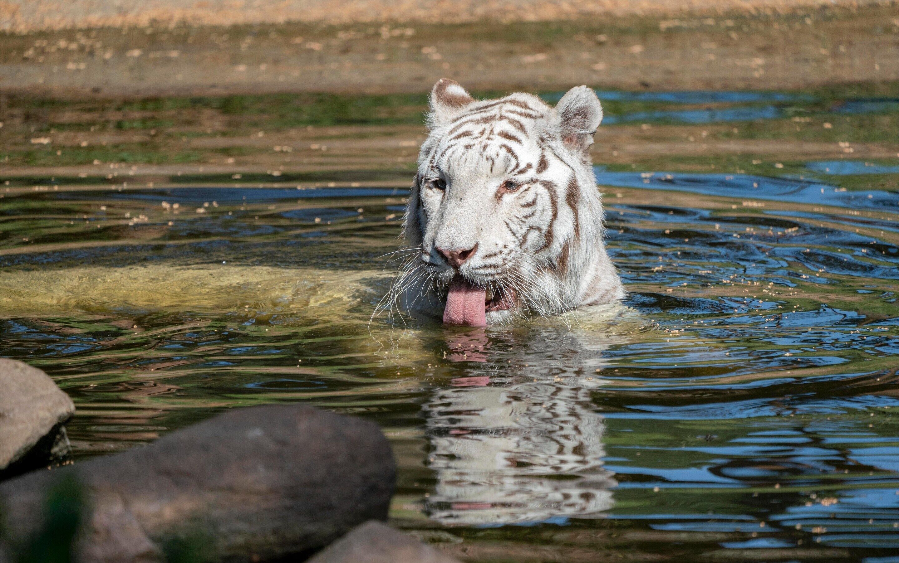 Un tigre blanc dans une étendue d’eau, avec des rochers au premier plan.