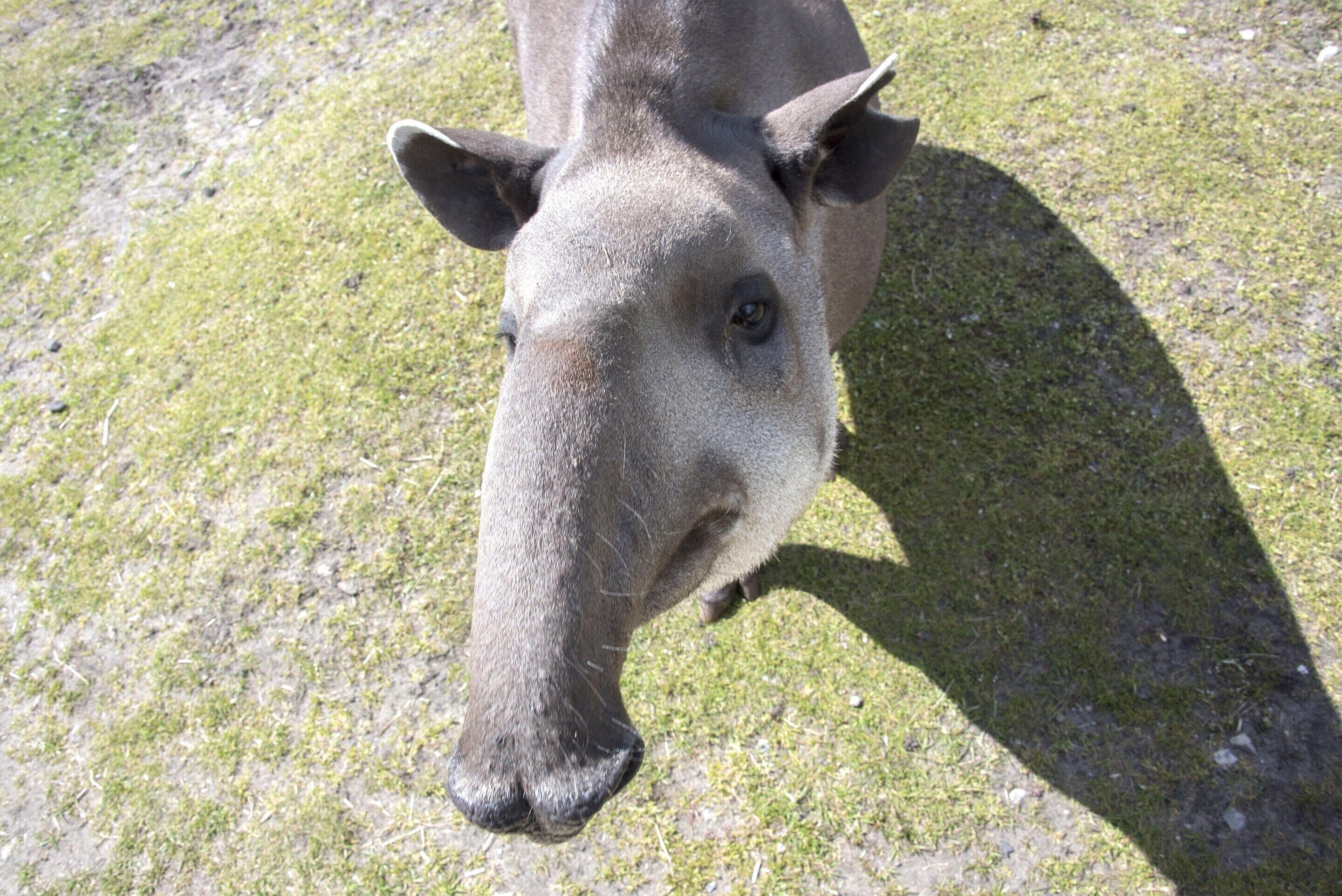 Primer plano del rostro de un animal grande, posiblemente un tapir, sobre un fondo de hierba.