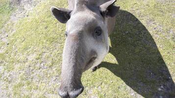 Primer plano del rostro de un animal grande, posiblemente un tapir, sobre un fondo de hierba.