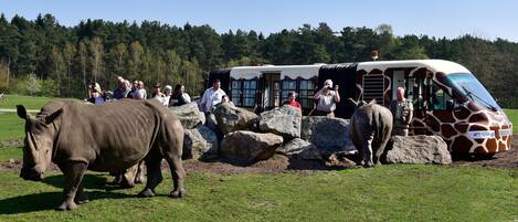 A tour bus with a giraffe design parked in a grassy area with tourists and a rhinoceros nearby.