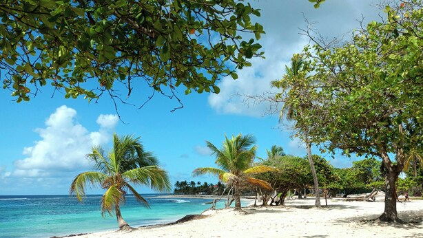 A beach with clear turquoise water, palm trees, and a sandy shore.