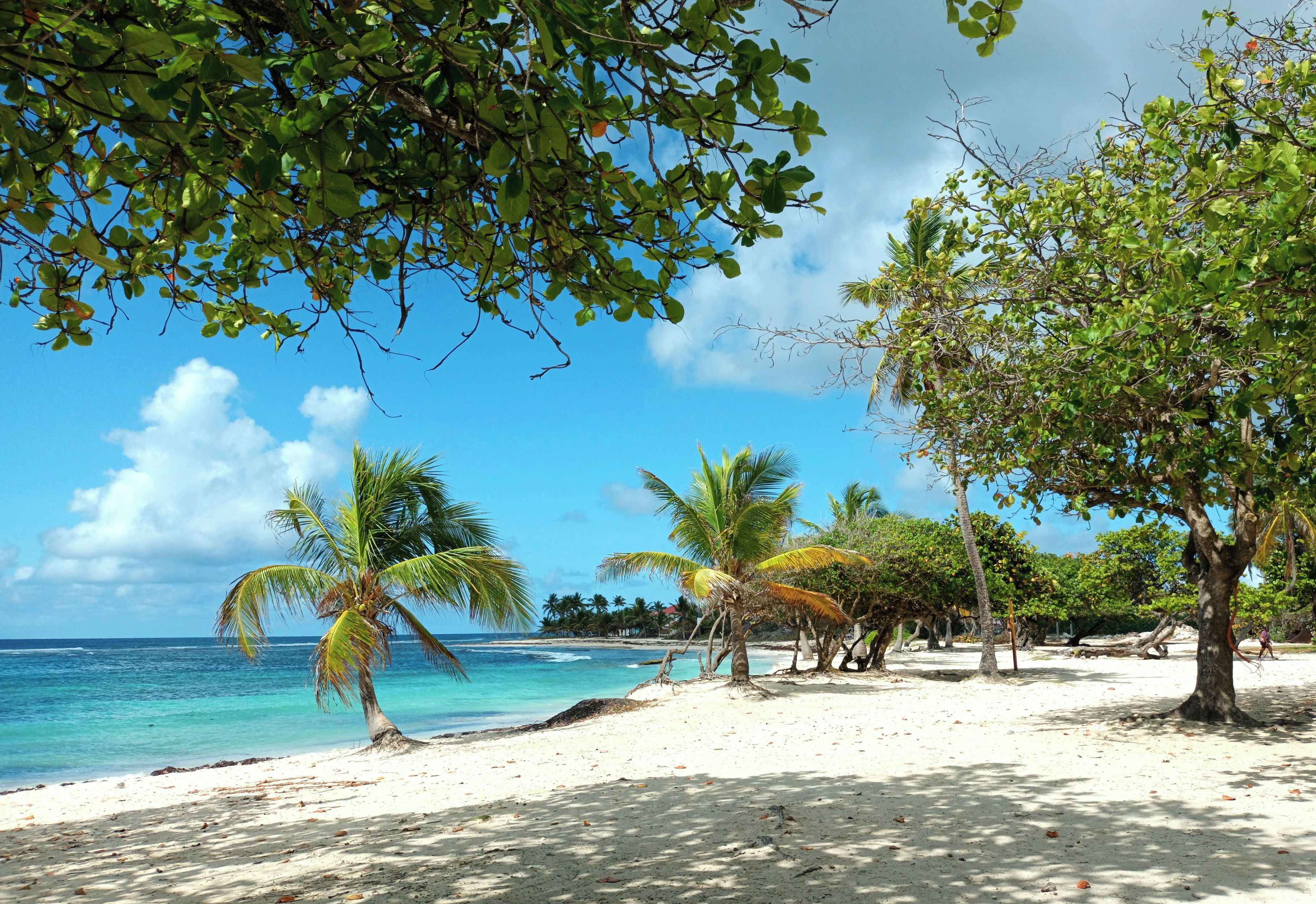 A beach with clear turquoise water, palm trees, and a sandy shore.