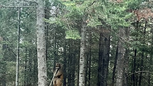 Un área boscosa con una terraza de madera al frente.