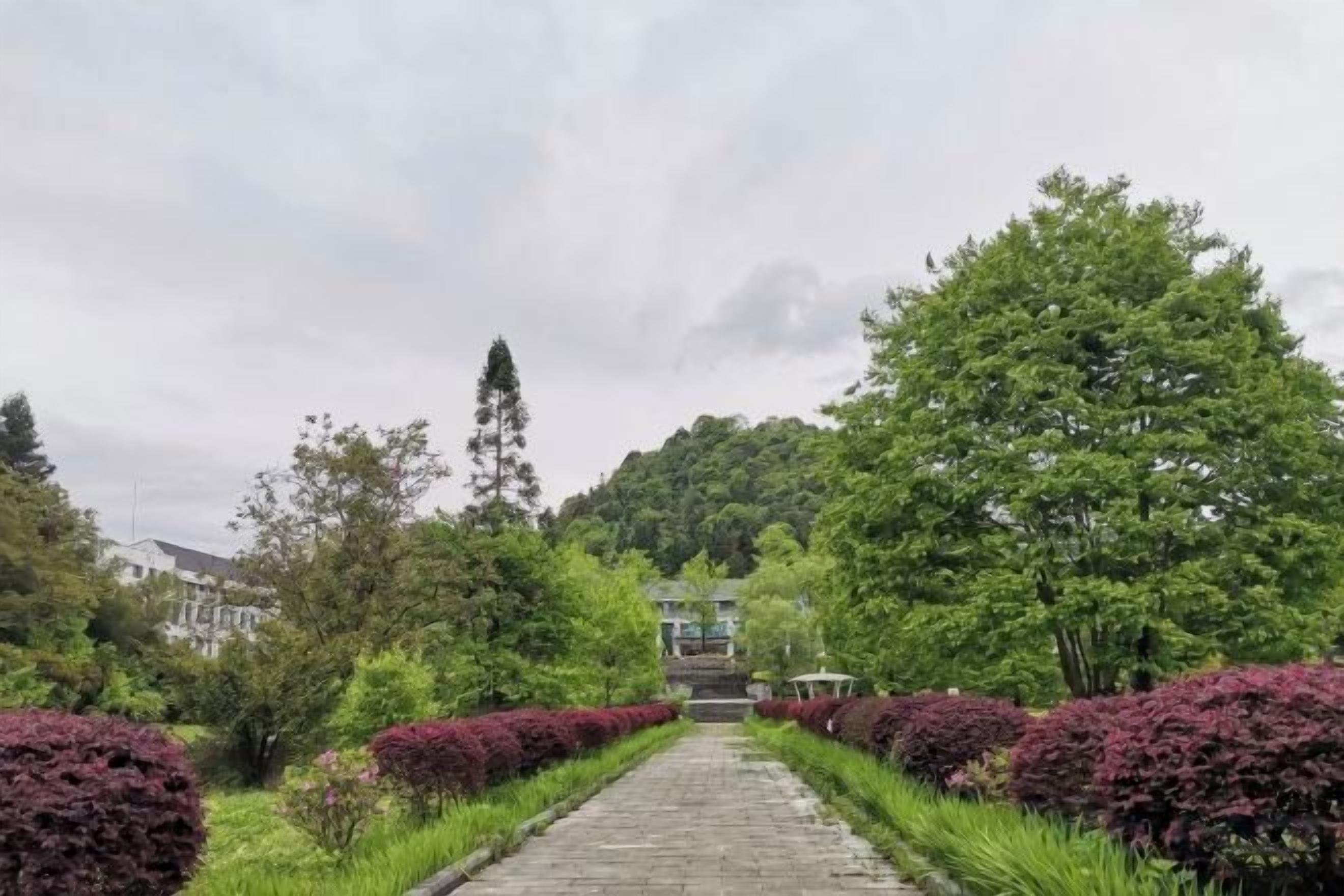 A paved pathway flanked by neatly trimmed hedges and trees, leading to a building in the distance.