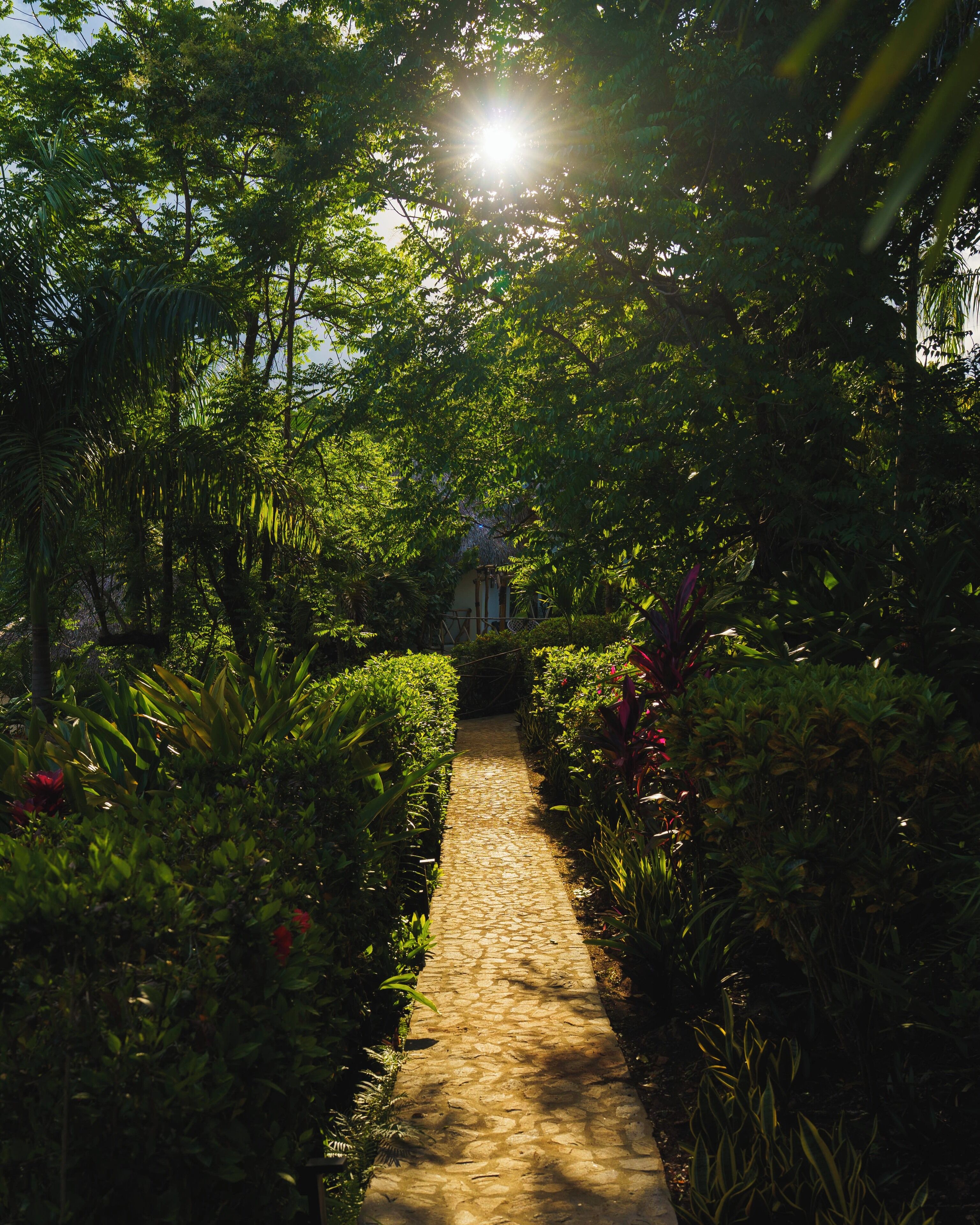A cobblestone pathway through a lush garden with dense foliage on either side.