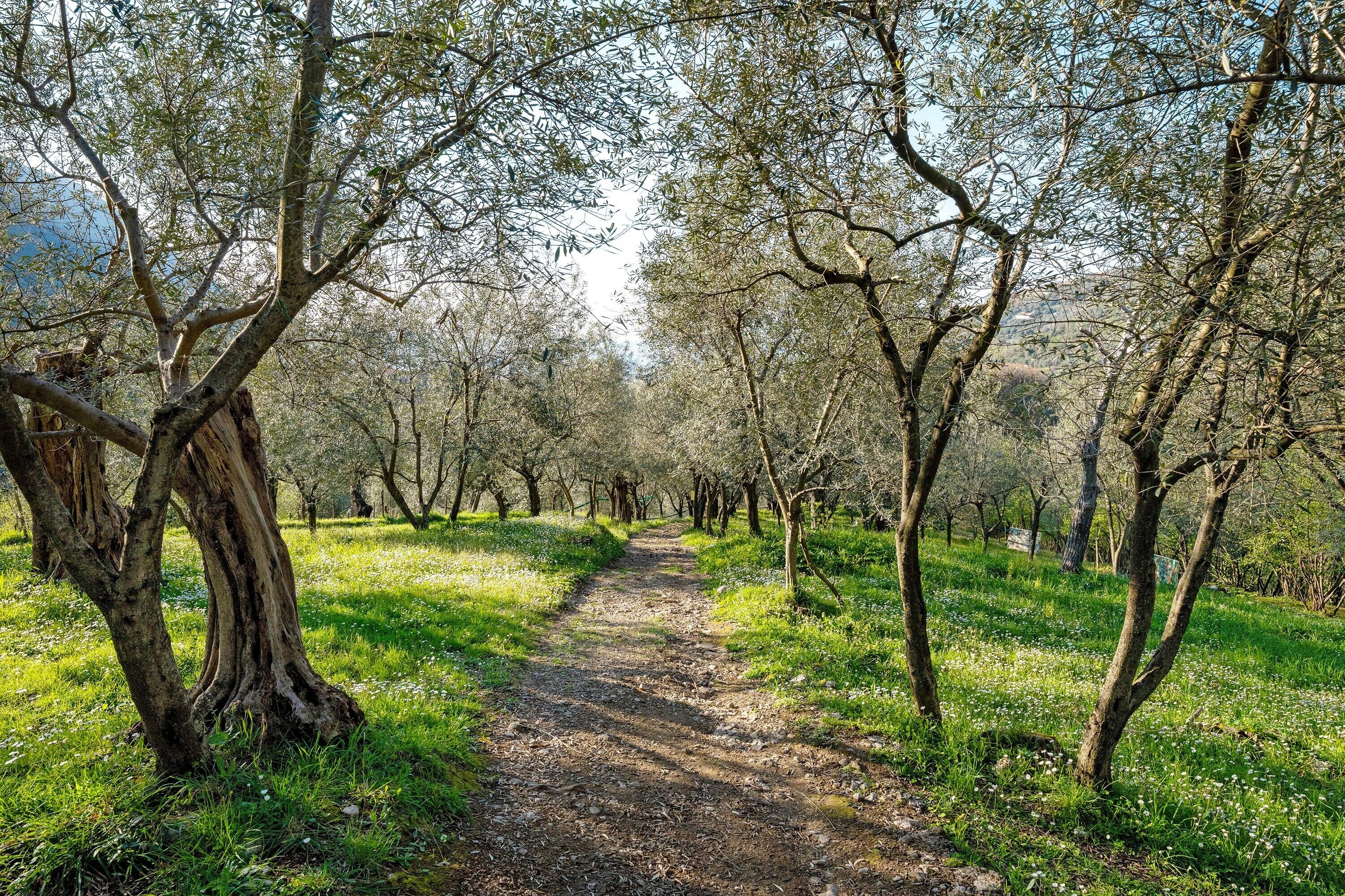 A dirt path flanked by trees in a natural setting.