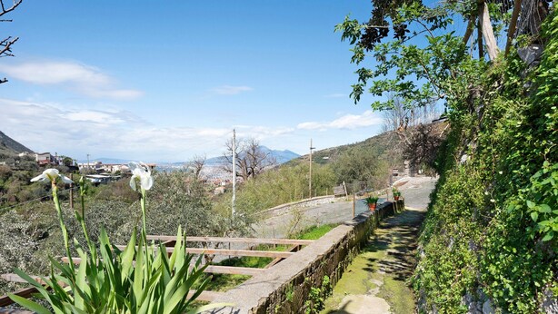 Ein Garten mit Pflanzen und einer Steinmauer.