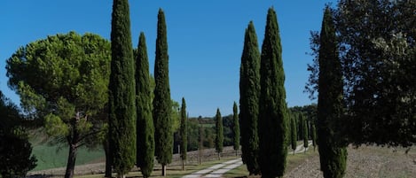 A pathway lined with tall, slender trees leading to a building.