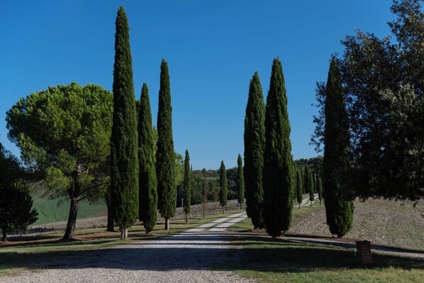A pathway lined with tall, slender trees leading to a building.