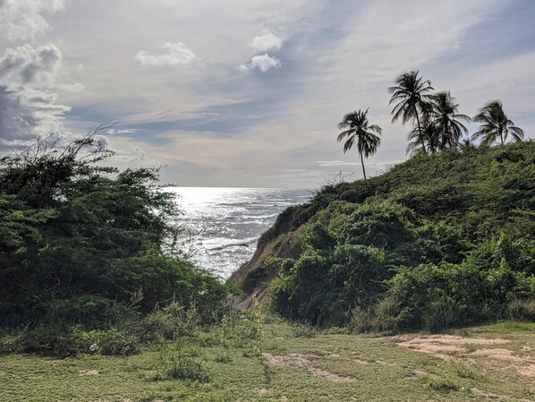 A coastal landscape with palm trees, a grassy area, and a view of the ocean.