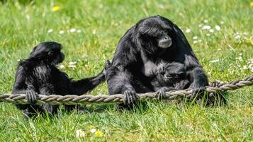 Deux chimpanzés sont assis sur un champ d’herbe, séparés par une barrière faite de cordes.