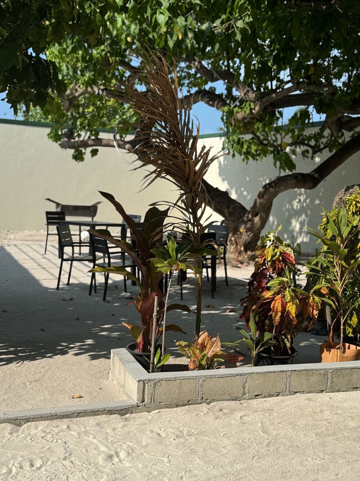 Un espace patio aménagé avec des meubles d’extérieur, des plantes en pot et un grand arbre qui offre de l’ombre.
