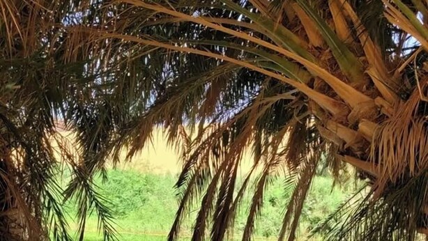 A sandy beach with palm trees and a clear blue water body. - Auberge Tembahjit (Mhaireth)