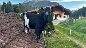 Una cabra blanca y negra parada sobre un tejado de ladrillo, con una montaña al fondo.
