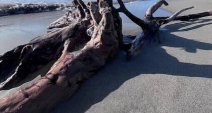 Charming apartment with 1 bedroom and WiFi, AC outside Lucca's ancient walls.