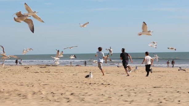 A beach with people and seagulls. - Charming holiday home 400m from the beach (Saint-Hilaire-de-Riez)