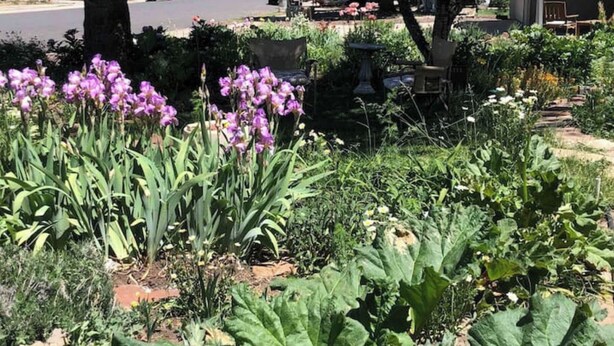 A garden with various plants and flowers, including purple irises, and a parking area with cars in the background. - Mountain Paradise - a private guest suite in Flagstaff (Flagstaff)